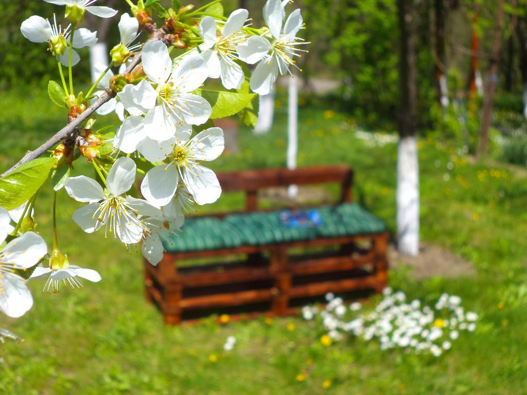 Pensiunea Valea Cernei Teliucu Inferior Buitenkant foto